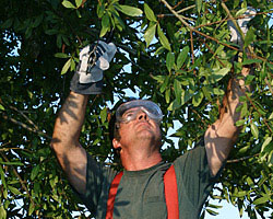 Tree Service